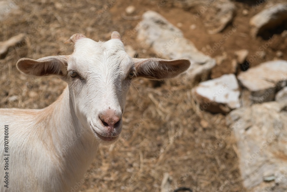 Close-up of a white goat with a blurred rocky background. Symi Island, Greece Close-up of a white goat with a blurred rocky background. Symi Island, Greece