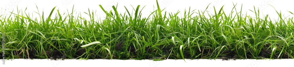 Obraz premium Green Grass Border on Transparent Background