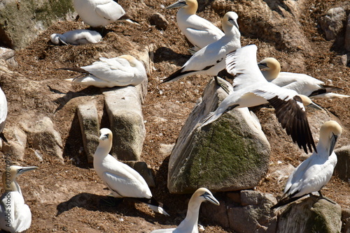 Gannets, Great Saltee Island, Kilmore Quay, Co. Wexford, Ireland photo