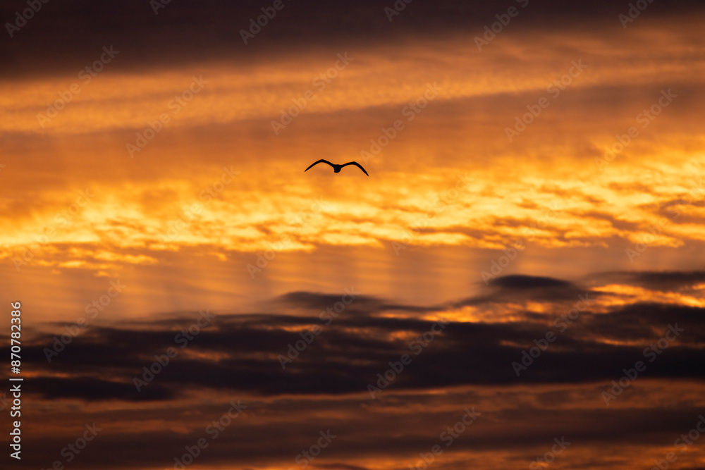 Obraz premium Bird silhouette flying at sunset