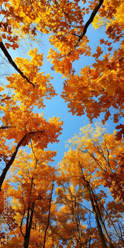 Looking up at the colorful leaves of autumn trees Looking up at the colorful leaves of autumn trees