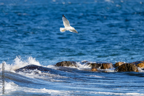 Seagull soaring above waves and rocks