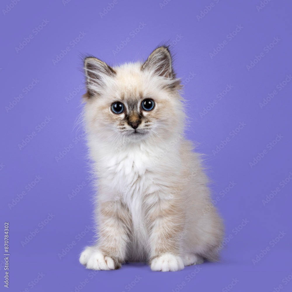 Sacred Birman cat kitten, sitting up facing front. Looking towards camera with breed typical piercing blue eyes. Isolated on a lilac purple background. Sacred Birman cat kitten, sitting up facing front. Looking towards camera with breed typical piercing blue eyes. Isolated on a lilac purple background.