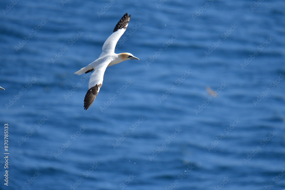 Gannets, Great Saltee Island, Kilmore Quay, Co. Wexford, Ireland Gannets, Great Saltee Island, Kilmore Quay, Co. Wexford, Ireland