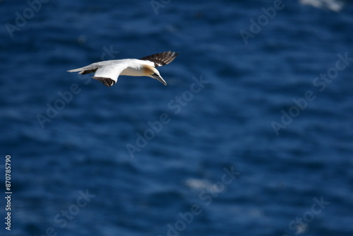 Gannets, Great Saltee Island, Kilmore Quay, Co. Wexford, Ireland photo