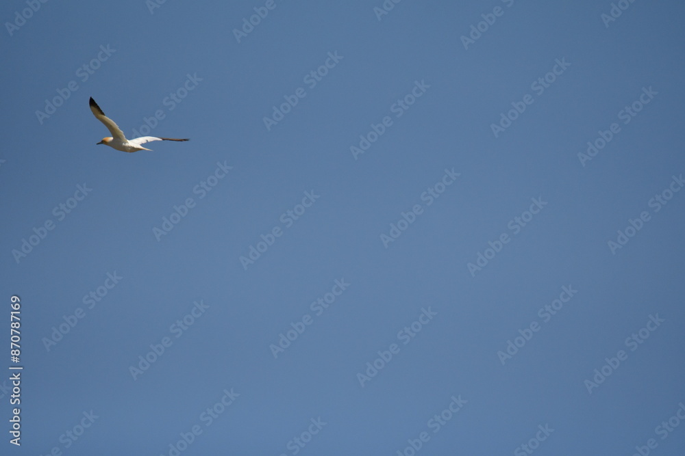 Gannets, Great Saltee Island, Kilmore Quay, Co. Wexford, Ireland Gannets, Great Saltee Island, Kilmore Quay, Co. Wexford, Ireland