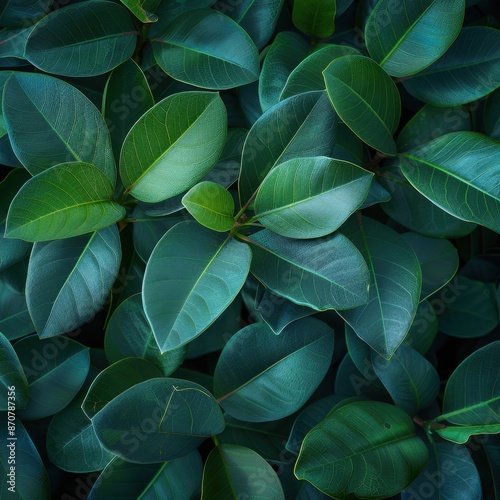 rubber plant leaves,