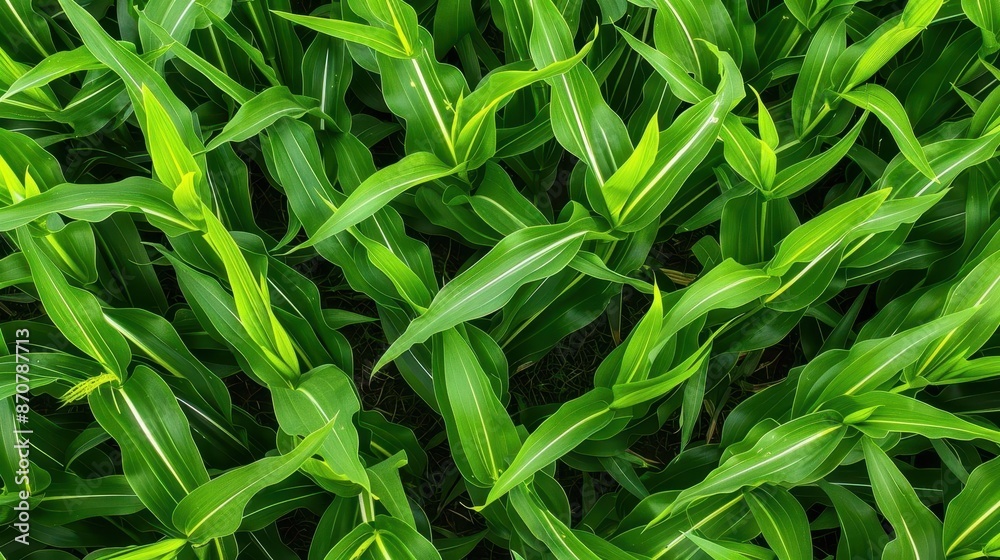 Overhead shot of a corn maze with complex patterns, vibrant green corn, seasonal fun Overhead shot of a corn maze with complex patterns, vibrant green corn, seasonal fun