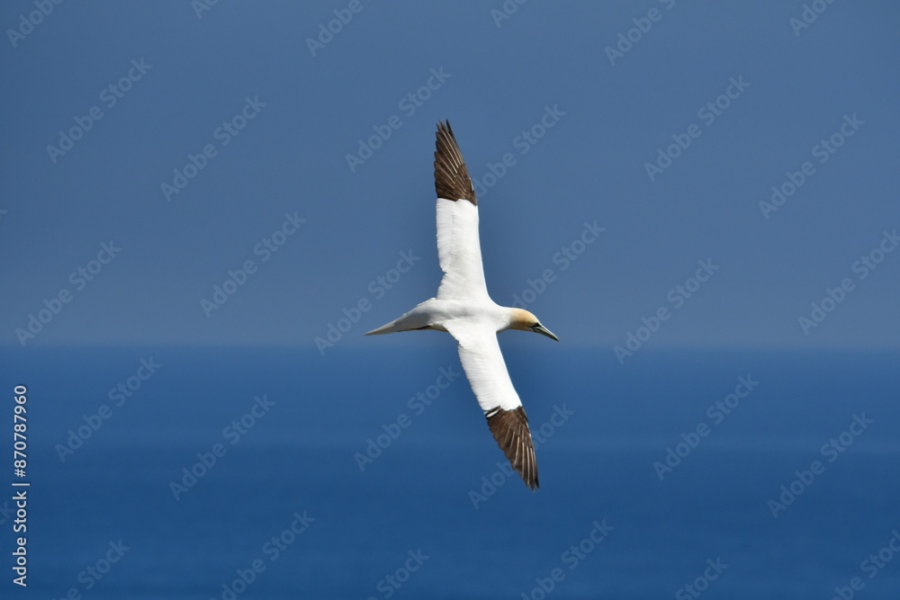 Gannets, Great Saltee Island, Kilmore Quay, Co. Wexford, Ireland Gannets, Great Saltee Island, Kilmore Quay, Co. Wexford, Ireland