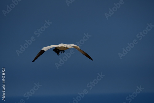 Gannets, Great Saltee Island, Kilmore Quay, Co. Wexford, Ireland photo