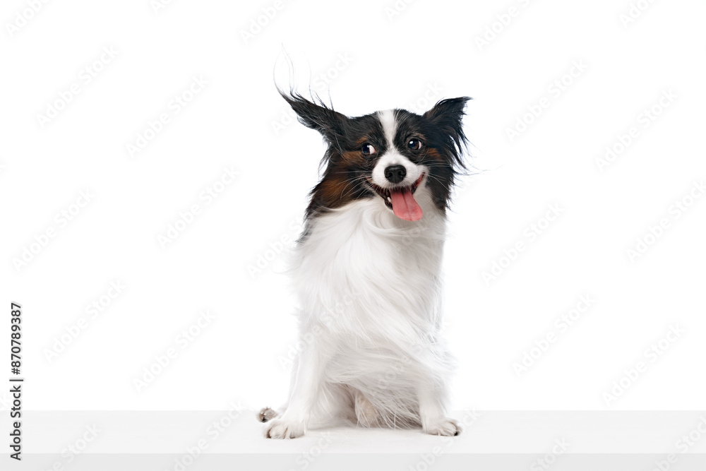 Funny and beautiful little purebred Papillon dog sitting with tongue sticking out and smiling isolated on white background. Concept of domestic animals, pet care, vet, companion Funny and beautiful little purebred Papillon dog sitting with tongue sticking out and smiling isolated on white background. Concept of domestic animals, pet care, vet, companion