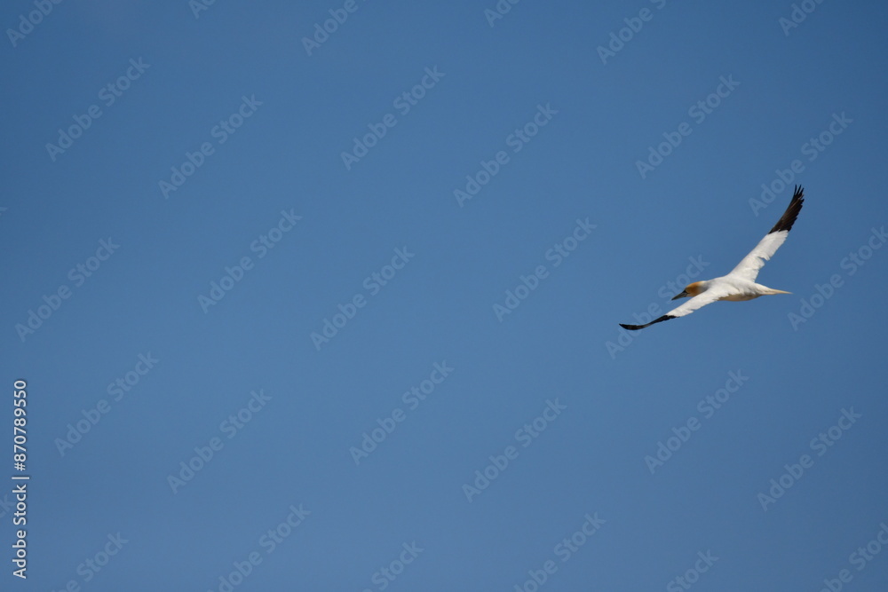 Obraz premium Gannets, Great Saltee Island, Kilmore Quay, Co. Wexford, Ireland