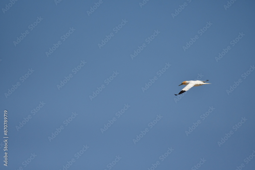 Obraz premium Gannets, Great Saltee Island, Kilmore Quay, Co. Wexford, Ireland