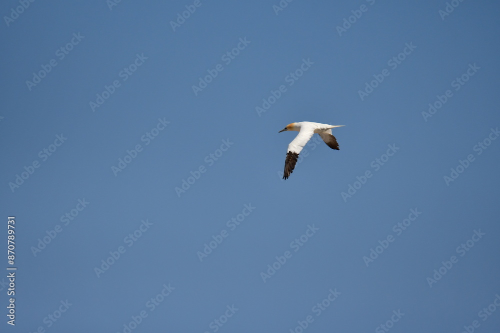 Obraz premium Gannets, Great Saltee Island, Kilmore Quay, Co. Wexford, Ireland