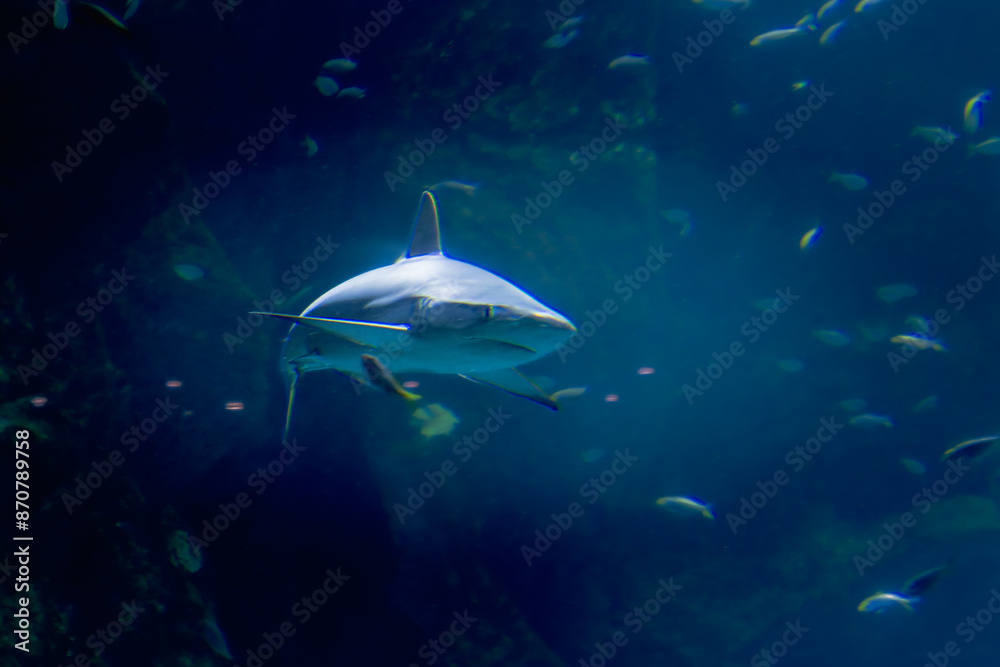 Fototapeta premium shark in the La Rochelle aquarium