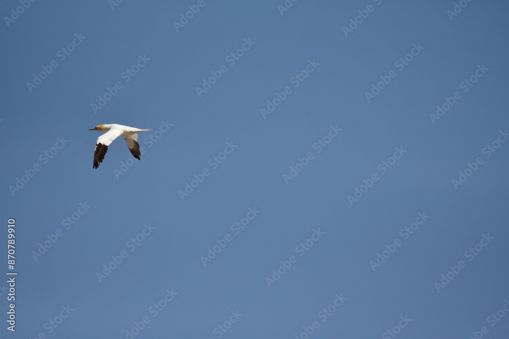 Gannets, Great Saltee Island, Kilmore Quay, Co. Wexford, Ireland Gannets, Great Saltee Island, Kilmore Quay, Co. Wexford, Ireland