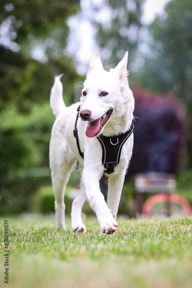 White dog in garden. White dog in garden.