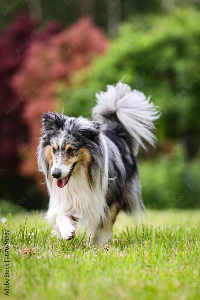 Rare Blue merle shetland sheepdog sheltie walking around in green garden. Rare Blue merle shetland sheepdog sheltie walking around in green garden.