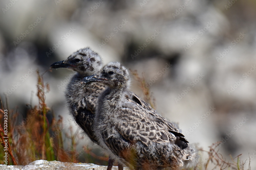 Obraz premium Seagull chicks. Great Saltee Island, Kilmore Quay, Co. Wexford, Ireland