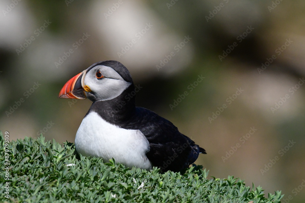 Atlantic puffin or common puffin. Great Saltee Island, Kilmore Quay, Co. Wexford, Ireland Atlantic puffin or common puffin. Great Saltee Island, Kilmore Quay, Co. Wexford, Ireland