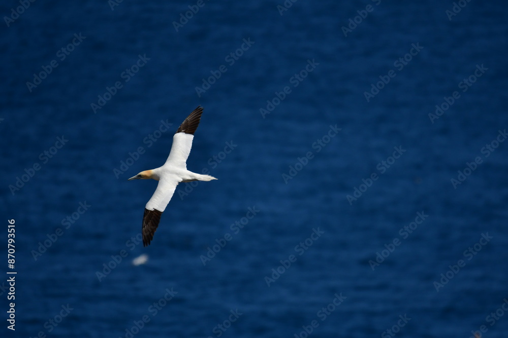 Gannets, Great Saltee Island, Kilmore Quay, Co. Wexford, Ireland Gannets, Great Saltee Island, Kilmore Quay, Co. Wexford, Ireland