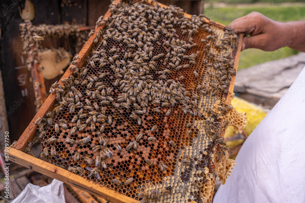 A person holds a honeycomb with many bees on it A person holds a honeycomb with many bees on it
