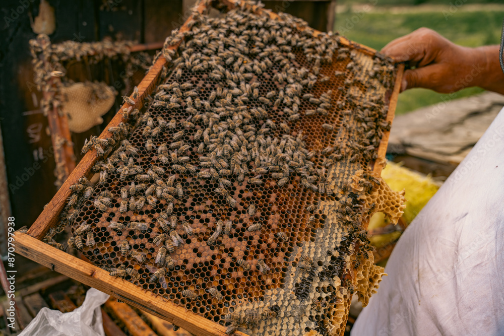 A person is holding a honeycomb with many bees on it A person is holding a honeycomb with many bees on it