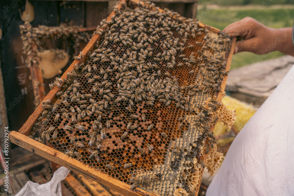 A person holds a honeycomb with bees on it A person holds a honeycomb with bees on it