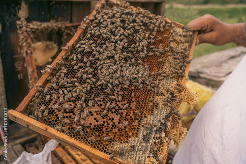 A person holds a honeycomb with bees on it photo