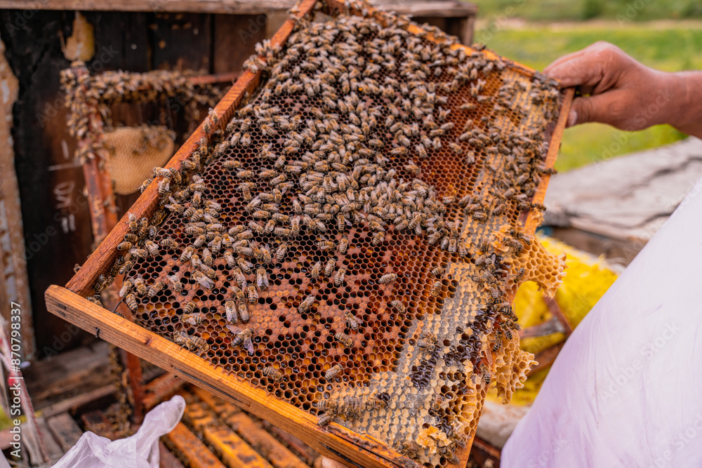 A person holds a honeycomb with many bees on it A person holds a honeycomb with many bees on it