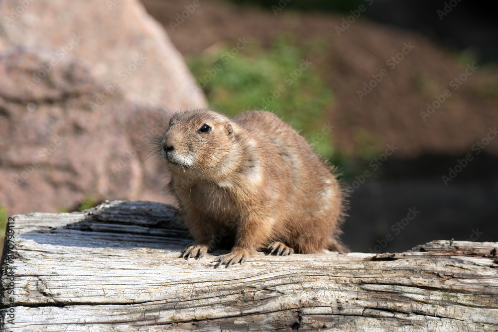 Schwarzschwanz-Präriehund (Cynomys ludovicianus), Präriehund, Tier, Säugetier, Erdhörnchen, Hörnchen, Nordamerika Schwarzschwanz-Präriehund (Cynomys ludovicianus), Präriehund, Tier, Säugetier, Erdhörnchen, Hörnchen, Nordamerika