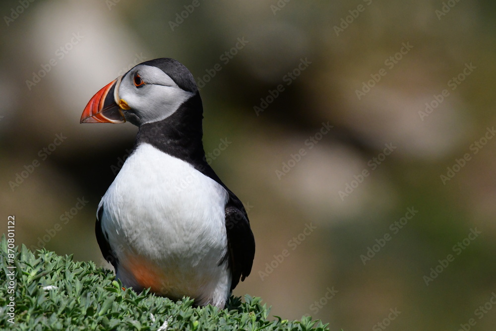 Atlantic puffin or common puffin. Great Saltee Island, Kilmore Quay, Co. Wexford, Ireland Atlantic puffin or common puffin. Great Saltee Island, Kilmore Quay, Co. Wexford, Ireland