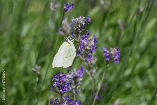 Common brimstone butterfly (Gonepteryx rhamni) sitting on lavender in Zurich, Switzerland photo