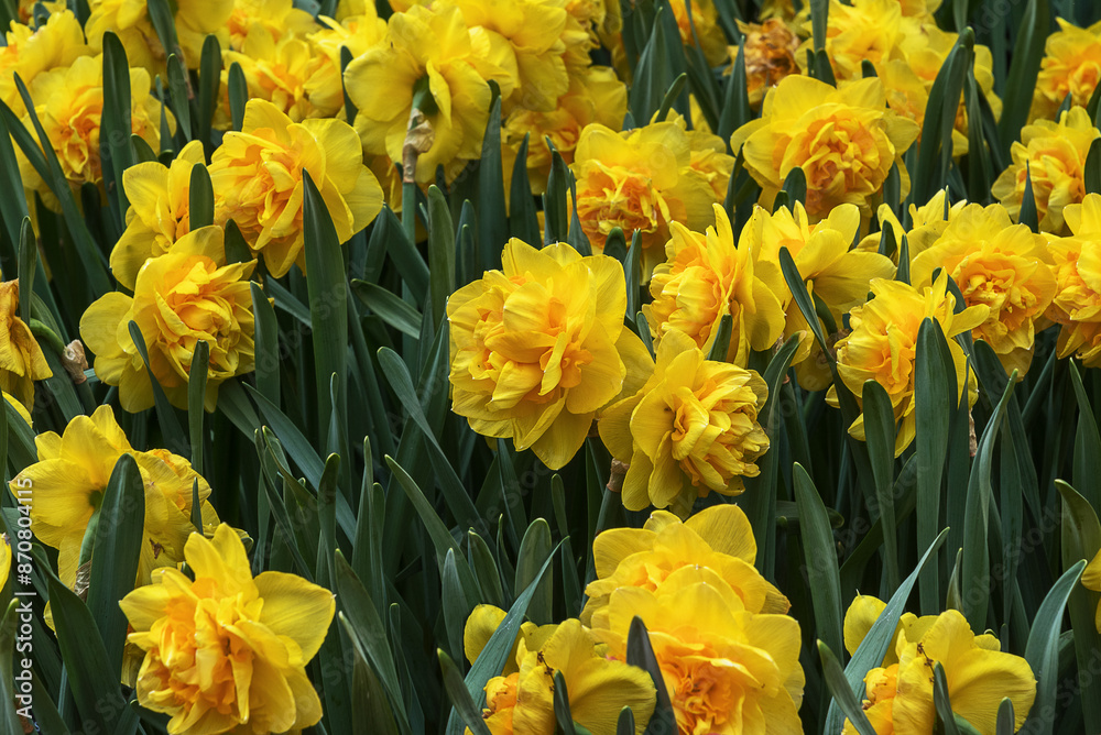 Obraz premium Field of exotic varieties of yellow blooming narcissus