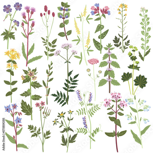 field flowers, vector drawing flowering wild plants at white background, set of floral elements, hand drawn botanical illustration