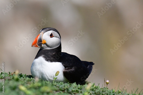 Atlantic puffin or common puffin. Great Saltee Island, Kilmore Quay, Co. Wexford, Ireland