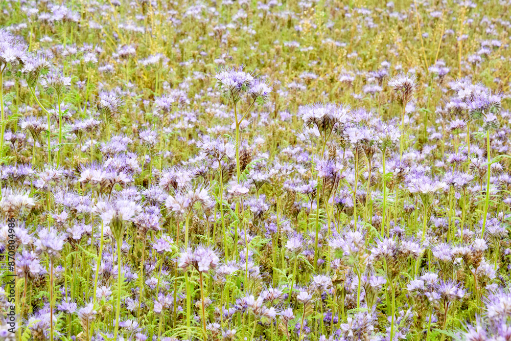 Beautiful bright yellow flowers of Forsythia (lat. Forsythia), or Forsythia