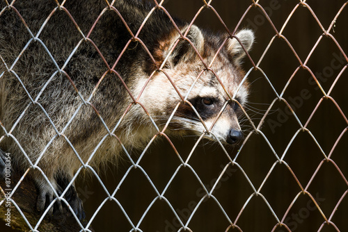 Waschbär beim Versuch ein Gitter überwinden photo