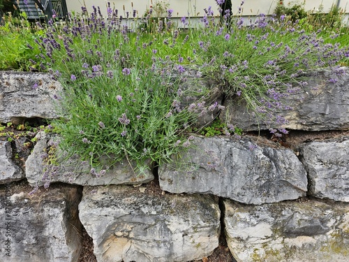 trockenmauer mit lavendel bepflanzt in einem garten