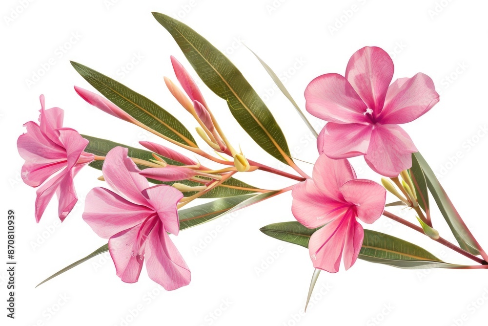 A pink flower with green leaves sitting on a white background, perfect for use in floral or botanical illustrations A pink flower with green leaves sitting on a white background, perfect for use in floral or botanical illustrations