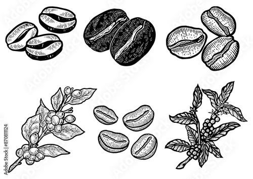 Coffee bean and plant set line art sketch engraving PNG illustration. T-shirt apparel print design. Scratch board imitation. Black and white hand drawn image. photo