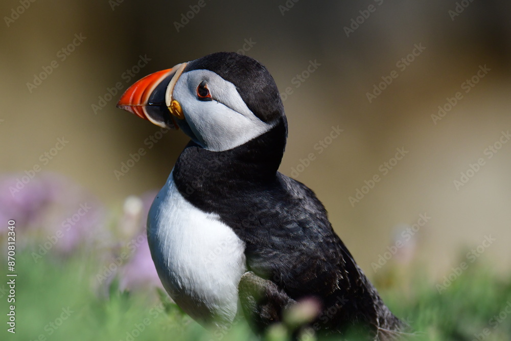 Atlantic puffin or common puffin. Great Saltee Island, Kilmore Quay, Co. Wexford, Ireland Atlantic puffin or common puffin. Great Saltee Island, Kilmore Quay, Co. Wexford, Ireland