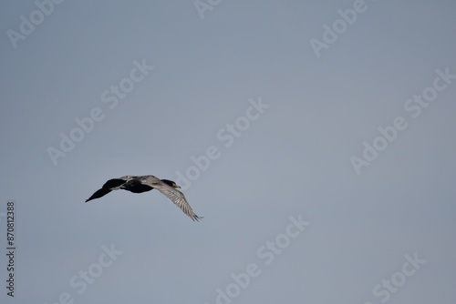 Cormorant. Great Saltee Island, Kilmore Quay, Co. Wexford, Ireland photo