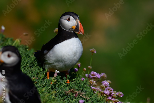 Atlantic puffin or common puffin. Great Saltee Island, Kilmore Quay, Co. Wexford, Ireland