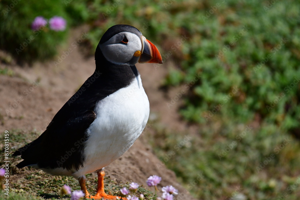 Atlantic puffin or common puffin. Great Saltee Island, Kilmore Quay, Co. Wexford, Ireland Atlantic puffin or common puffin. Great Saltee Island, Kilmore Quay, Co. Wexford, Ireland