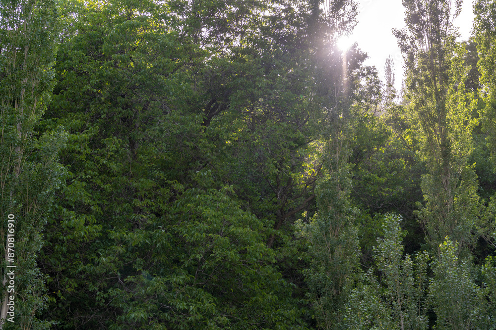 A forest with trees and sunlight shining through the leaves A forest with trees and sunlight shining through the leaves