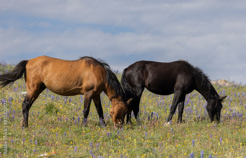 Wild Horses in the Pryor Mountains Montana in Summer Wild Horses in the Pryor Mountains Montana in Summer