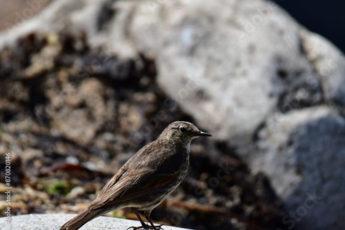 Bird on the rocks, Great Saltee Island, Kilmore Quay, Co. Wexford, Ireland photo