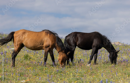Wild Horses in the Pryor Mountains Montana in Summer