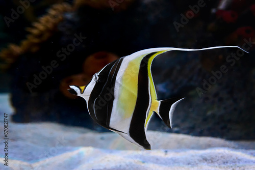 Moorish idol fish (Zanclus cornutus) underwater in the tropical waters of the ocean photo
